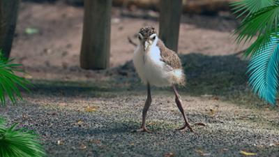 Elefant, Tiger & Co.: Der Herr der Kiebitze (1171)