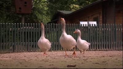 Elefant, Tiger & Co.: Meine kleine Farm (429)