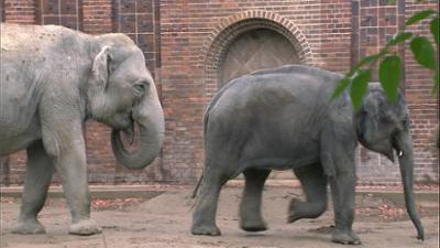 Elefant, Tiger & Co.: Die reinste Schlammschlacht (643)