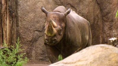 Elefant, Tiger & Co.: Dickhäuterhirn (442)