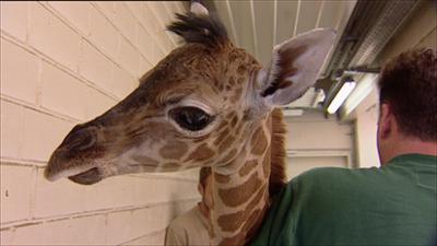 Elefant, Tiger & Co.: Von Mäusen und Menschen (368)