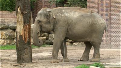 Elefant, Tiger & Co.: Ein gutes Näschen (589)