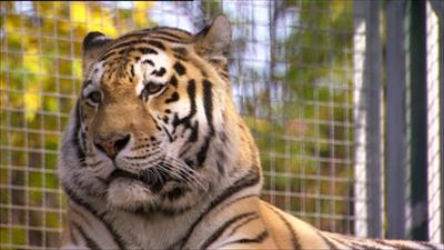 Elefant, Tiger & Co.: Auf eigenen Pfoten (387)