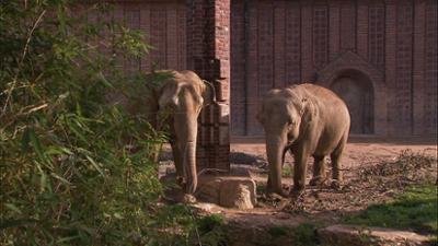 Elefant, Tiger & Co.: Die Entdeckung der Langsamkeit (430)