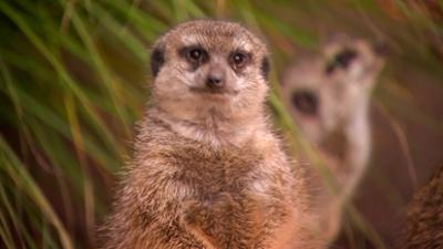 Elefant, Tiger & Co.: Weniger ist manchmal mehr (1154)