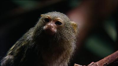 Elefant, Tiger & Co.: Und bist Du nicht willig... so wirst du getragen! (306)