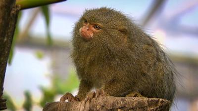 Elefant, Tiger & Co.: Verschollen (523)