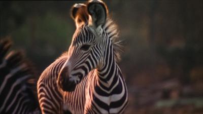 Elefant, Tiger & Co.: Raus, Raus, Raus! (307)