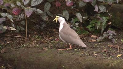 Elefant, Tiger & Co.: Guter Pfleger, böser Pfleger (1071)