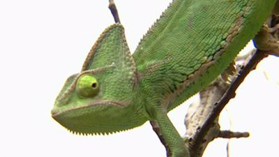 Elefant, Tiger & Co.: Halali (171)