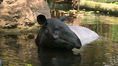 Elefant, Tiger & Co.: Lichtblicke (573)