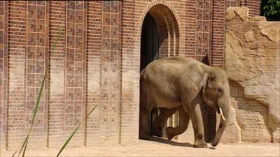 Elefant, Tiger & Co.: Tam Biet Voi Nam – Auf Wiedersehen kleiner Junge (369)