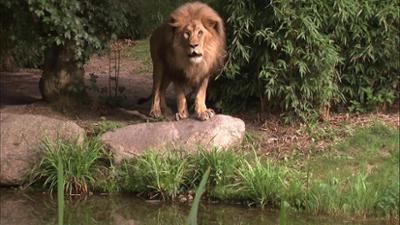 Elefant, Tiger & Co.: Tatort Zoo (474)