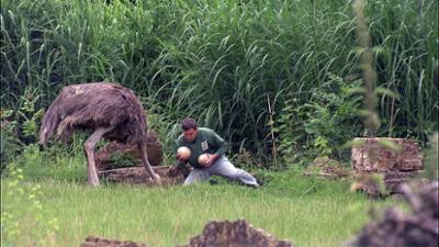 Elefant, Tiger & Co.: Es ist was faul ... (524)