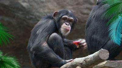 Elefant, Tiger & Co.: Faul sein, lohnt sich! (1163)