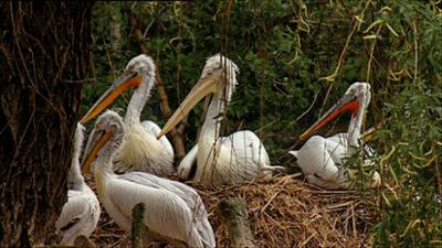 Elefant, Tiger & Co.: Schöner Salat (308)