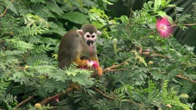 Elefant, Tiger & Co.: Flowerpower (574)