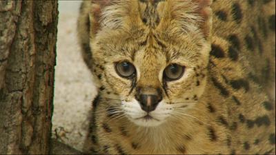 Elefant, Tiger & Co.: Stars in allen Fellen (370)