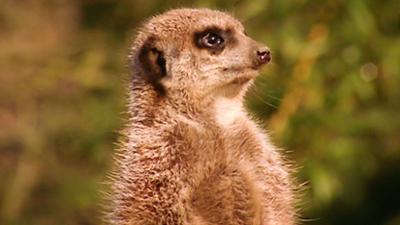 Elefant, Tiger & Co.: Mehr Gips gibt’s nicht! (248)