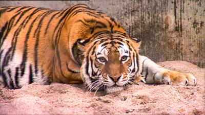 Elefant, Tiger & Co.: Katzenjammer (287)