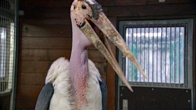 Elefant, Tiger & Co.: Frühling im Winter! (557)