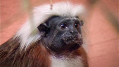 Elefant, Tiger & Co.: Und ewig lockt das Weib! (350)