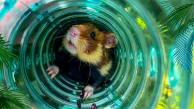 Elefant, Tiger & Co.: Spezial