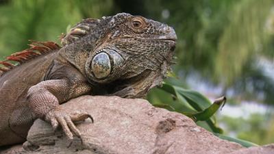 Elefant, Tiger & Co.: Spezial: Partnervermittlung für Zootiere