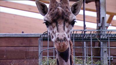 Elefant,Tiger & Co.: Reiselust (299)