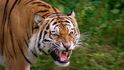 Elefant,Tiger & Co.: Tapetenwechsel (322)