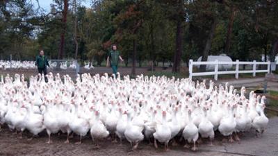 Gänseland: Königswartha und sein Federvieh