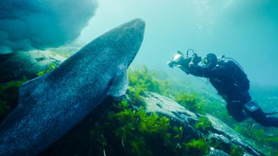 Haie Eiskalt!: Jäger zwischen Nordsee und Grönland