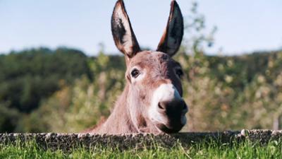 Heute im Osten: Grautiere im Rampenlicht - Montenegros Esel Heute im Osten: Grautiere im Rampenlicht - Montenegros Esel