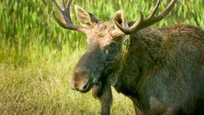 Heute im Osten: Die Rückkehr der Elche