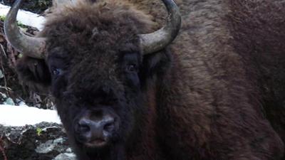 Heute im Osten: Rückkehr der Wisente