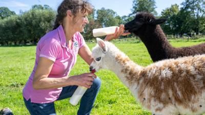 Hofgeschichten - Ackern zwischen Alpen und Ostsee: Folge 18: Die Lamas werden geschoren (S02/E18) Hofgeschichten - Ackern zwischen Alpen und Ostsee: Folge 18: Die Lamas werden geschoren (S02/E18)