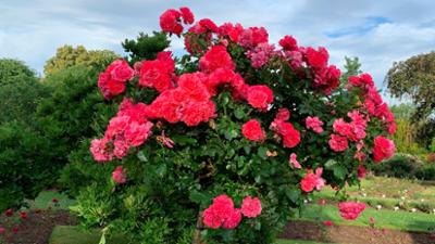 Im Reich der Blumenkönigin - Rosarium Sangerhausen: Im Reich der Blumenkönigin – Rosarium Sangerhausen