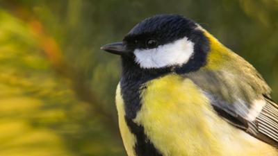 Kleine Meise ganz groß