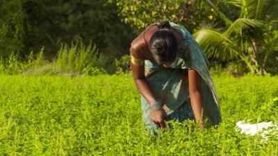 Kräuterwelten Indiens