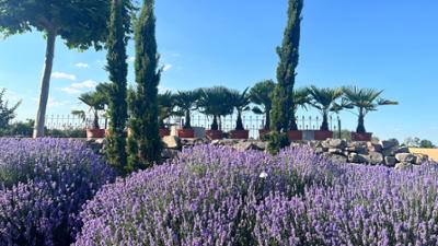 MDR Garten