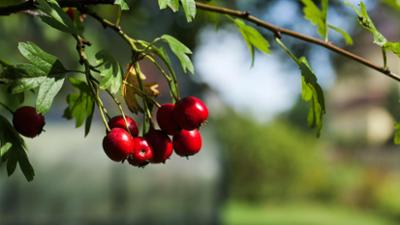 MDR Garten: Mini-Teich für Balkon und Terrasse bepflanzen