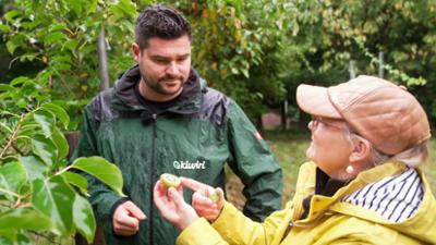MDR Garten: Kiwibeeren im Garten und im Topf selbst anbauen MDR Garten: Kiwibeeren im Garten und im Topf selbst anbauen