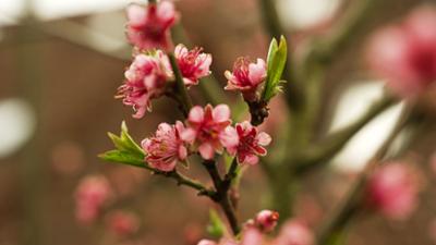 MDR Garten: So kannst du Pferdemist als Dünger für den Garten nutzen
