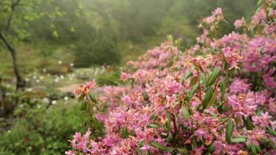MDR Garten