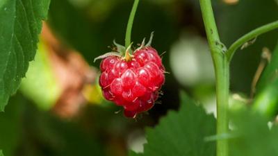MDR Garten: Einen Blumenstrauß zusammenstellen und binden