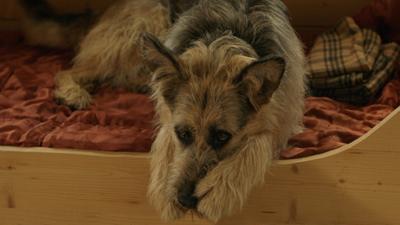 Racko - Ein Hund für alle Fälle: Folge 3: Das Angebot (S01/E03)