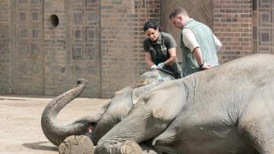 Tierärztin Dr. Mertens: Folge 65: In die Freiheit (S05/E13)
