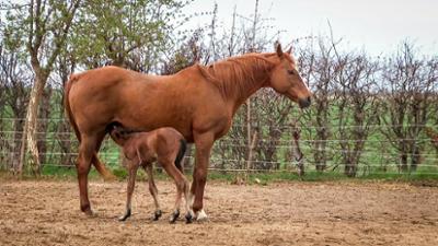 Tierarzt für alle Felle: Folge 3: Gute Neuigkeiten