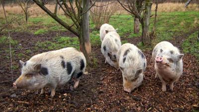 Tierarzt für alle Felle: Folge 1: Schweine beim Zahnarzt
