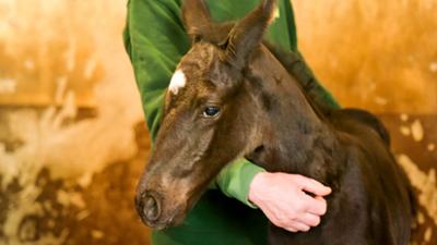 Tierarzt für alle Felle: Folge 2: Sorgen um Fohlen Runja